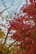 Shizenhogo-center11042007-04.jpg