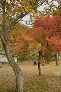 Shizenhogo-center11042007-05.jpg