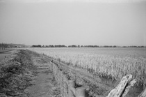 Smena_APX03102011-1.jpg