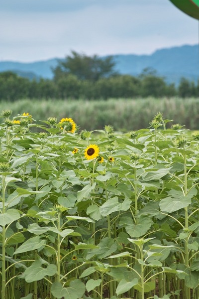 Sunflower07222007-2.jpg