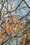 Takamatsu-park11242007-05.jpg