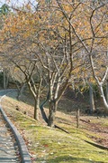 Takamatsu-park11242007-09.jpg