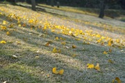 Takamatsu-park11242007-11.jpg