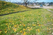 Takamatsu-park11242007-12.jpg