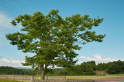 Unoke_Park08182007-09.jpg
