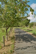 Unoke_Shoubuen08182007-03.jpg