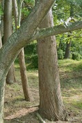 Unoke_Shoubuen08182007-07.jpg