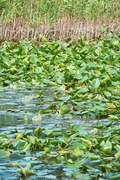 Unoke_Shoubuen08182007-10.jpg