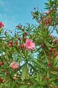 Unoke_Shoubuen08182007-11.jpg