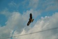 Unoke_yachou12082007-03.jpg