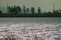 Unoke_yachou12082007-09.jpg