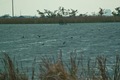 Unoke_yachou12082007-10.jpg