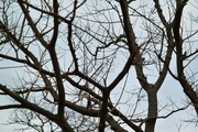 Unoke_yachou12232007-05.jpg