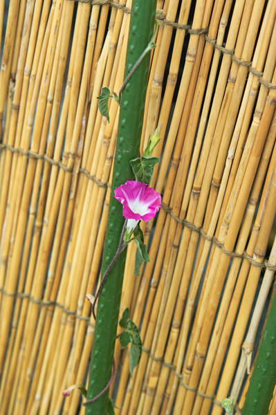 asagao08022008.jpg