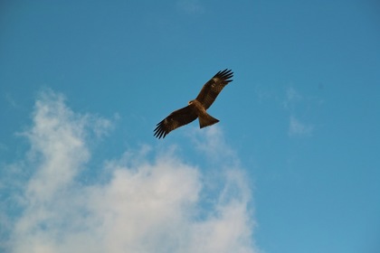 bird01-12082007.jpg