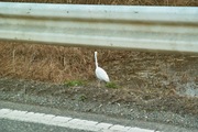 bird03-12082007.jpg