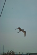 bird04-12082007.jpg