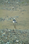 bird05-12082007.jpg