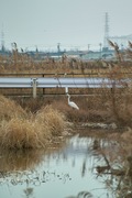 bird06-12082007.jpg