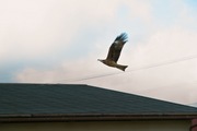 bird07-12082007.jpg