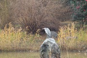 bird08-12092007.jpg