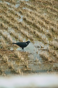 birds01062008-02.jpg