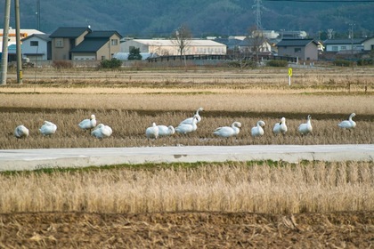 birds01062008-03.jpg