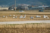 birds01062008-06.jpg