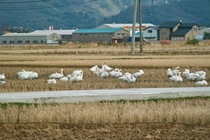 birds01062008-07.jpg