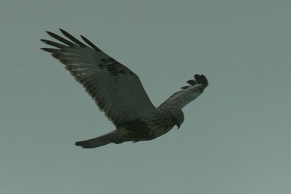 birds01132008-01.jpg