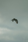 birds01132008-02.jpg