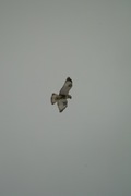birds01132008-03.jpg