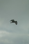 birds01132008-04.jpg