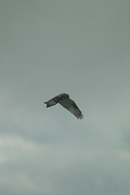 birds01132008-05.jpg