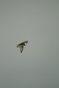 birds01132008-06.jpg