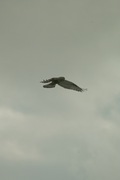 birds01132008-07.jpg