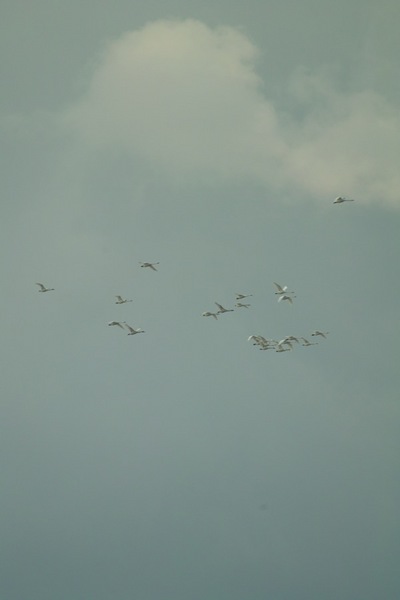birds01132008-08.jpg