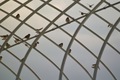 birds01132008-09.jpg