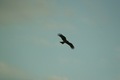 birds01132008-10.jpg