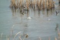 birds01132008-11.jpg