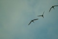 birds01132008-13.jpg