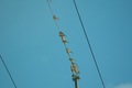 birds01132008-14.jpg