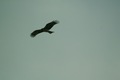 birds01132008-15.jpg