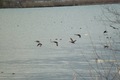 birds01132008-16.jpg