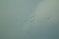 birds01132008-17.jpg