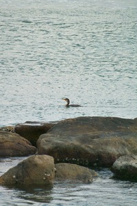 birds_Takiport12242007-01.jpg