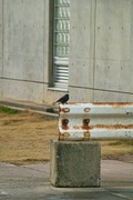 birds_Takiport12242007-03.jpg