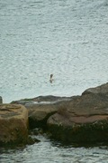 birds_Takiport12242007-04.jpg