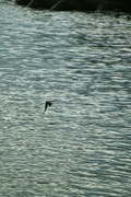 birds_Takiport12242007-05.jpg