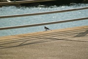 birds_Takiport12242007-06.jpg